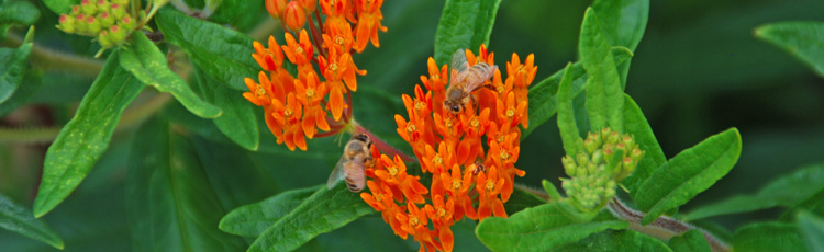 012017_Butterfly_Weed_the_2017_Perennial_Plant_of_the_Year.jpg